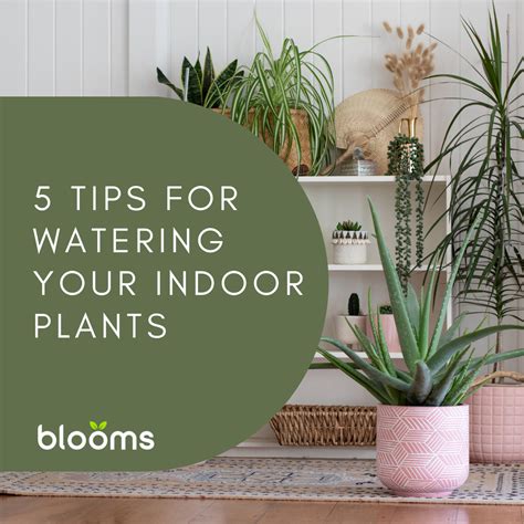 Tips For Watering Indoor Plants