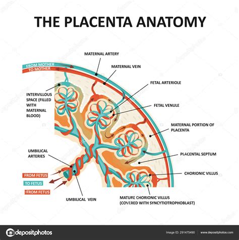 Placenta Labelled Diagram