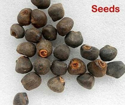 Banana Seeds - Wild Banana Seeds (Ensete superbum seeds) Manufacturer from Bengaluru