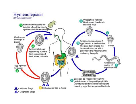 Dwarf Tapeworm Life Cycle Photograph by Cdc/science Photo Library ...