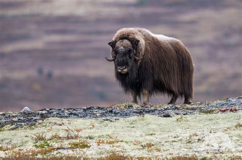 Wild Norway - Fascination Wildlife