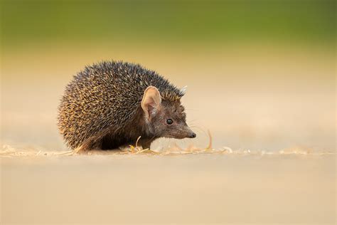 Indian long-eared hedgehog - Francis J Taylor Photography