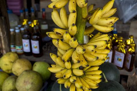 Senorita bananas stock photo. Image of banana, bright - 27103814