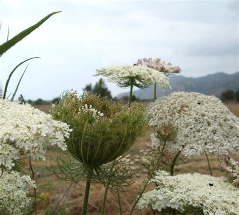 OnePerfectDay: Summer Wildflowers