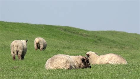 Sheep Lying On Meadow And Sheep Running Away Stock Footage Video 11168690 - Shutterstock