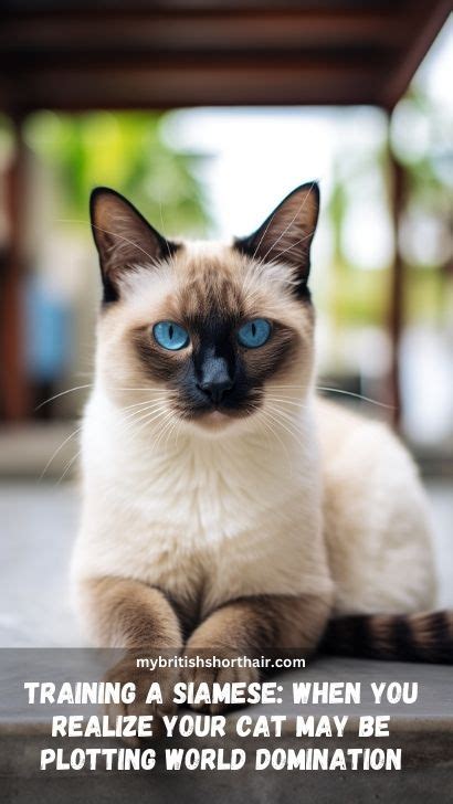 How To Train Siamese Cat: Advice On How To Train Your Siamese Cat