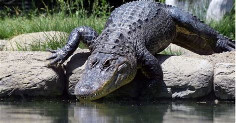 Alligator vs Grizzly Bear: Who Would Win in a Fight? - A-Z Animals