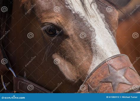 Bronco Horse stock photo. Image of horse, rodeo, animals - 61586912