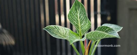 Philodendron Care Guide: Growing Information And Tips - Indoor Monk