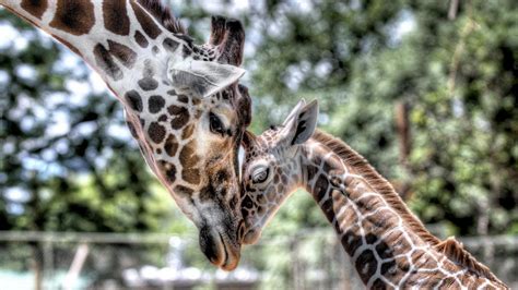 The last giraffes of the Congo - Nexus Newsfeed