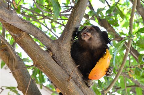 Marmoset,monkey,food,persimmon,nature - free image from needpix.com