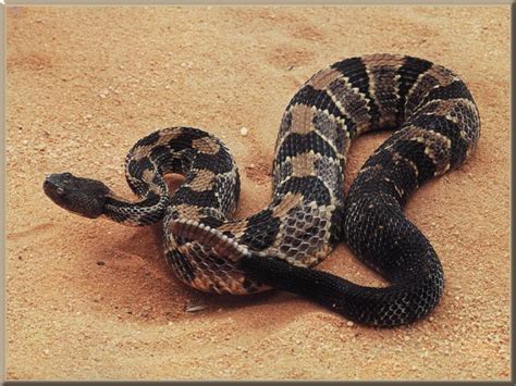 Timber Rattlesnake: Facts, Characteristics, Habitat and More | Animal Place