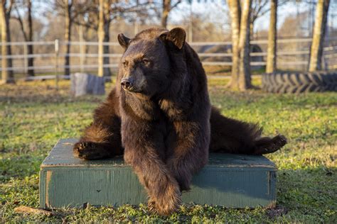 Texas A&M Vet Team Treats Baylor Bear Mascot For Benign Tumor - Texas A ...