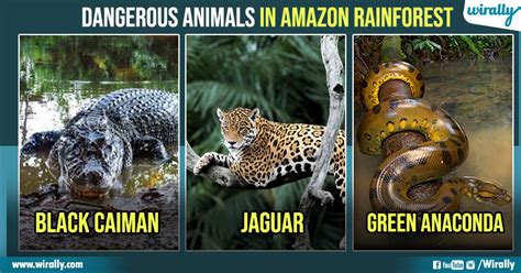 10 Dangerous Animals In Amazon Rainforest