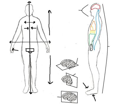 Anatomical Position Quiz