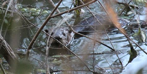 Dallas Trinity Trails: River Otter In The Great Trinity Forest