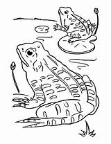 Frog coloring To Download For Free  Frogs Kids Coloring Pages sketch template
