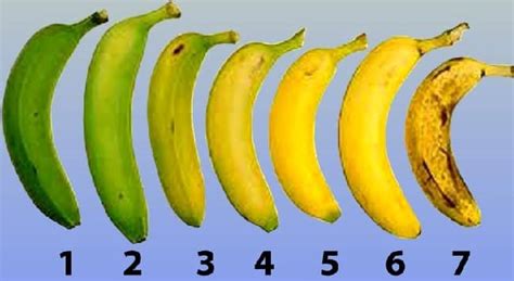 Banana Farming Information Guide | Asia Farming