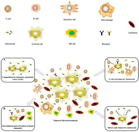 Diagram showing the main antitumor mechanisms induced by Salmonella ...