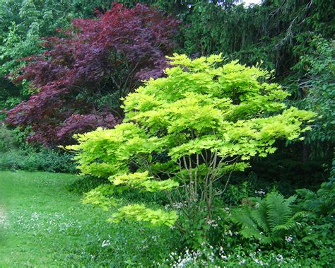 Pin by Donna Crews on Very Cool Trees To Have! | Small japanese garden ...