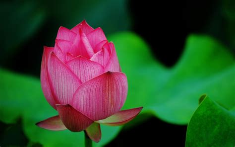 Lotus Flower Pink, HD Flowers, 4k Wallpapers, Images, Backgrounds, Photos and Pictures