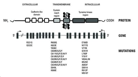 Structure of the RET proto-oncogene and tyrosine kinase receptor... | Download Scientific Diagram