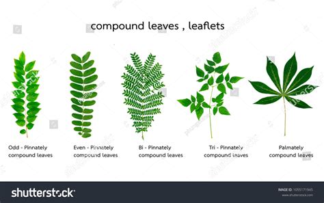 Bipinnate Compound Leaf