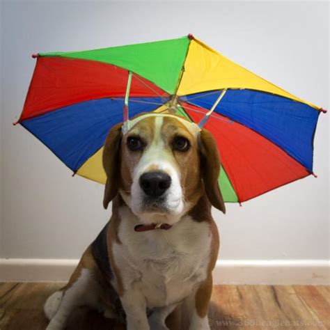 Pet Design Ideas, Dog Umbrellas to Protect Four Legged Friends