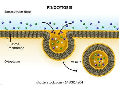 Pinocytosis Definition