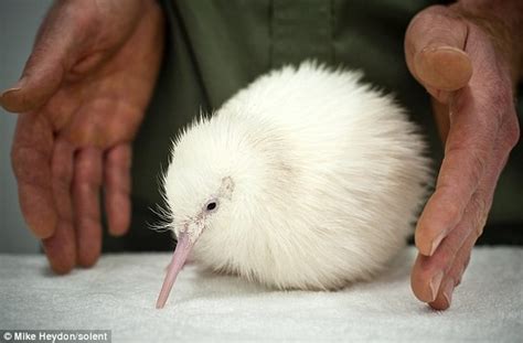 Nuova Zelanda: nato rarissimo kiwi bianco! | News Animaliste