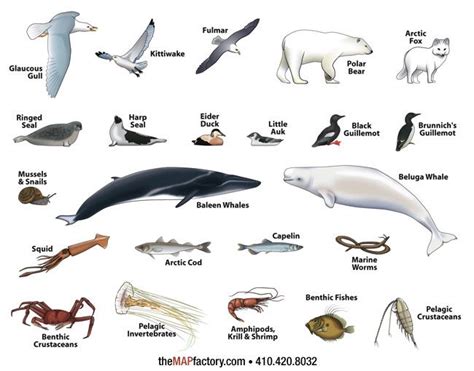 North pole animals, Antarctic animals, Arctic animals