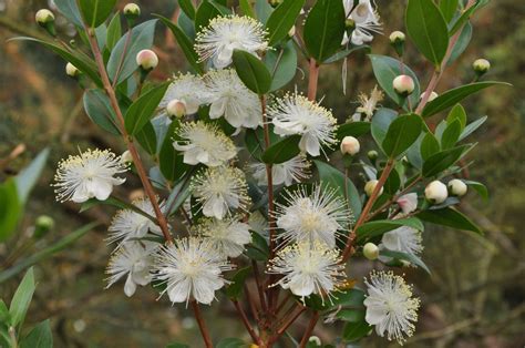 Myrtus communis - Common Myrtle ©Tony Hall | Fragrant flowers, Myrtle plant, Myrtle tree