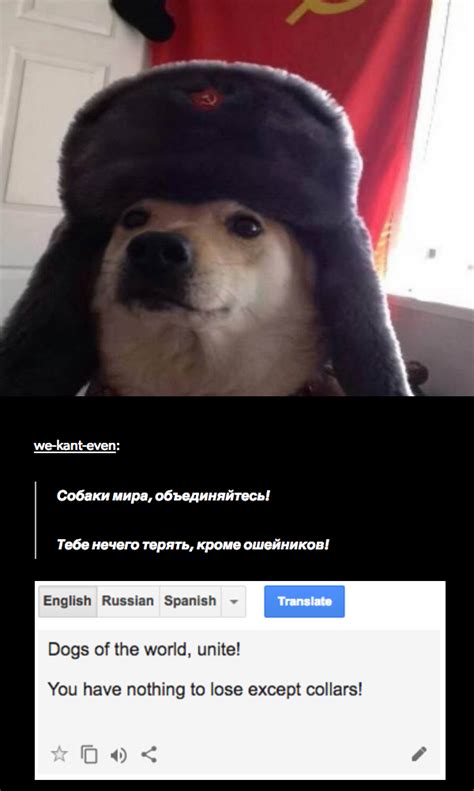 Russia Dog | Russian Cat Translations | Cute funny animals, Russian cat ...