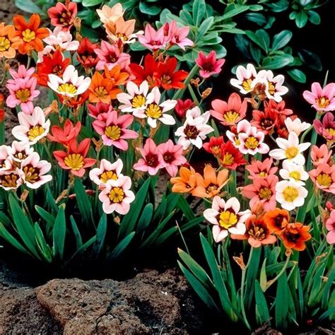 Sparaxis Harlequin Flower Mixture - Pack of 250 Bulbs - Garden Plants