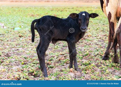 Zebu Calf With White Spot On Forehead Royalty-Free Stock Photo ...