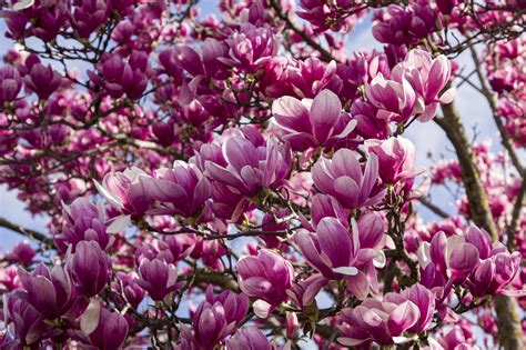 12 Magnolia Flowers Types Every Southerner Should Know | Magnolia flower, Deep yellow flowers ...