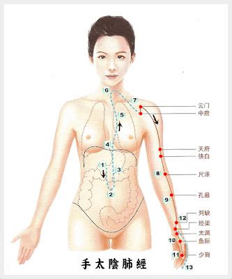 Lung Meridian Acupoints | Fall & Winter Immunity Booster – Li Natural ...