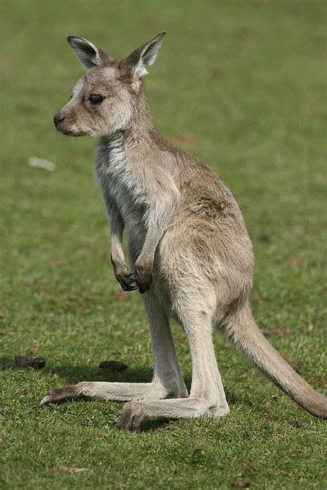 Animals Beautiful Australia Kangaroo Wallpapers