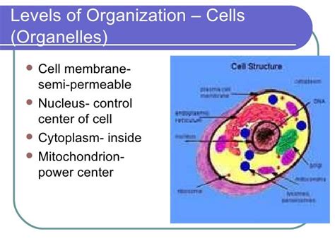 Cells & Levels of Organization