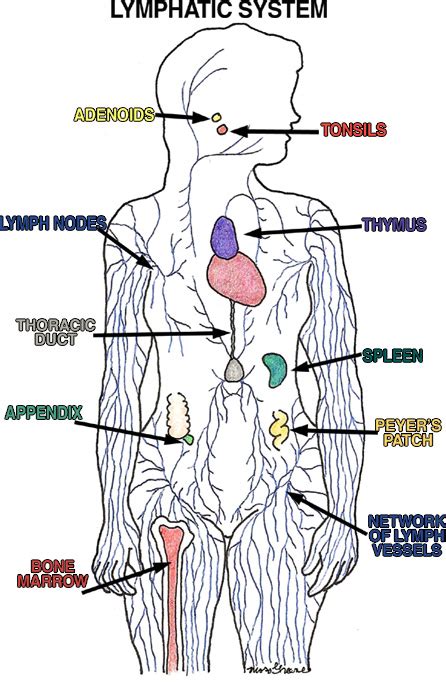 Immune System Diagram For Kids