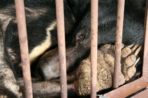 PLEDGE: Join the movement opposing all cruelty to moon bears, from bile farms to circuses