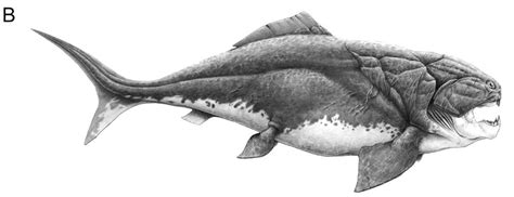 Dunkleosteus - Your Guide To The Giant Armored Placoderm: Fossilguy.com