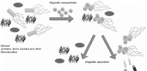 Magnetic separation | Download Scientific Diagram