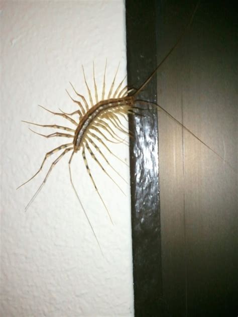 This is the biggest house centipede I have ever seen! For reference, the body alone is about the ...