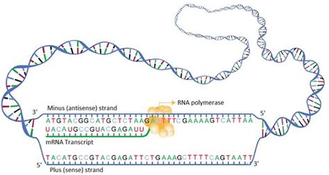 Sense And Antisense Strands - slidesharetrick