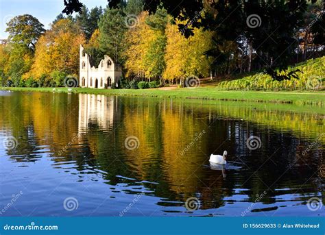 Autumn View of the Ruined Abbey in Painshill Park, with Swan Stock ...