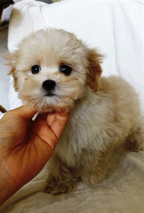 Teacup Maltipoo Puppy for sale los angeles, ca - iHeartTeacups