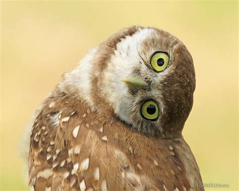 Burrowing Owlet Curiosity Cute Baby Owl Eyes Head Turned - Etsy.de