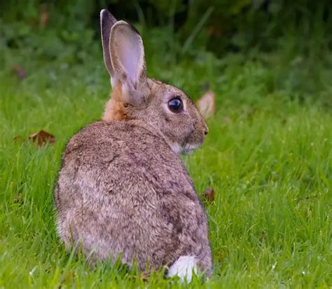 Trapping Rabbits For Food - A Step By Step Guide | THF Outdoors