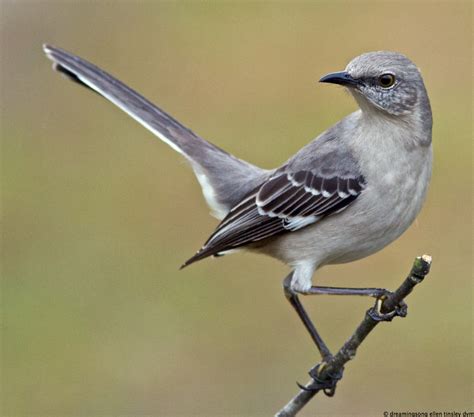 Download Mockingbird Pic Pictures on Animal Picture Society